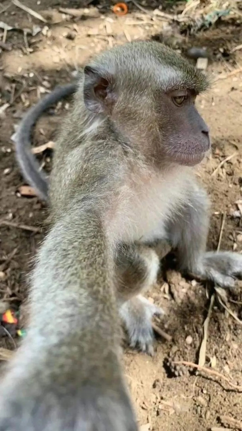 White monkey meme độc đáo, dễ dàng tạo ấn tượng mạnh mẽ.