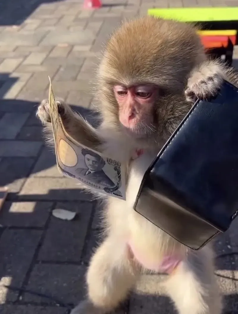 Confused monkey meme hài hước, lý tưởng để chia sẻ.