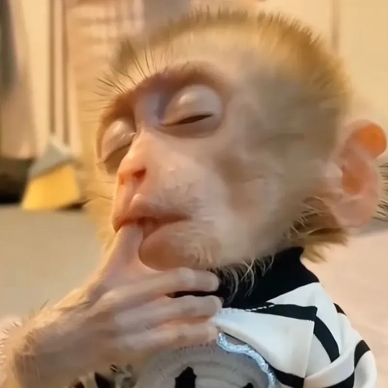 Monkey look away meme ngộ nghĩnh, phù hợp với mọi nội dung hài.