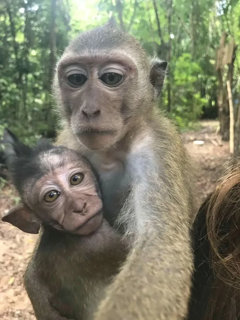 Meme monkey neuron ấn tượng, mang lại niềm vui bất tận.