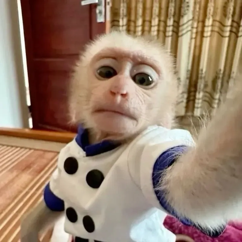 Monkey looking meme ngộ nghĩnh, tăng sức hút cho nội dung của bạn.