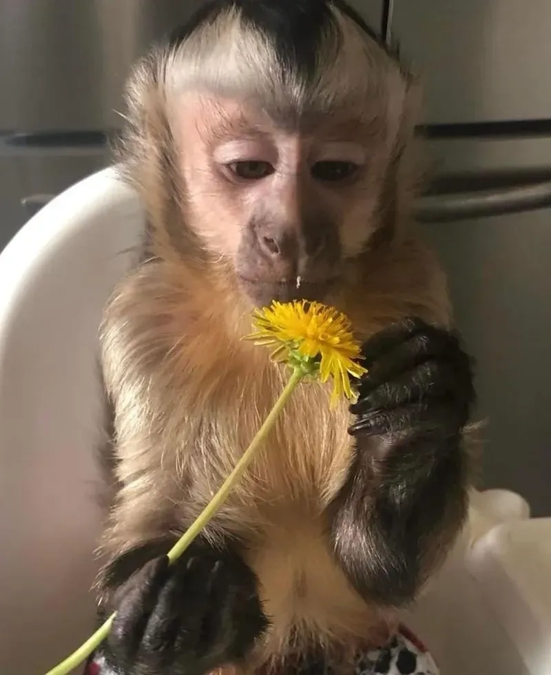 Monkey smiling meme đáng yêu, lan tỏa năng lượng tích cực.