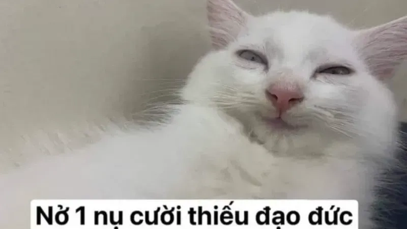 Meme mèo hài sẽ là lựa chọn hoàn hảo để bạn cười thả ga mỗi ngày.