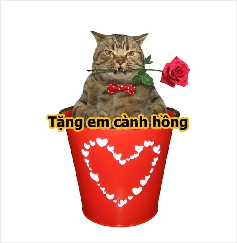 Mèo meme tặng quà là cách tuyệt vời để thể hiện tình yêu và sự yêu mến qua những món quà dễ thương!