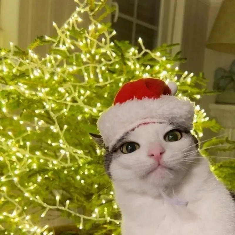 Thưởng thức meme mèo Noel cute, đáng yêu làm tan chảy mọi trái tim