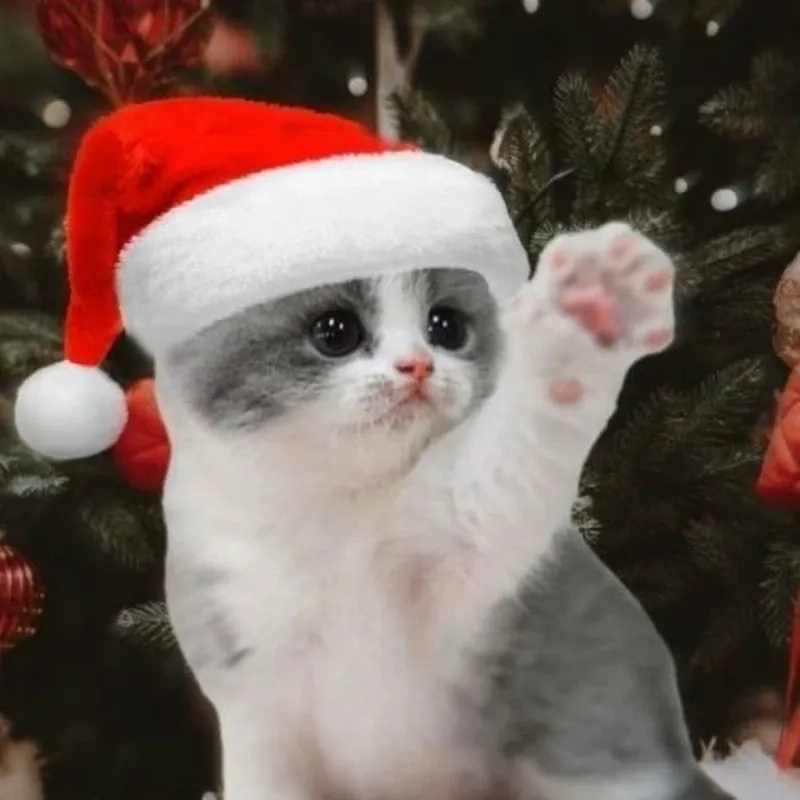 Ảnh meme mèo Noel sáng tạo khiến bạn cười mãi không thôi