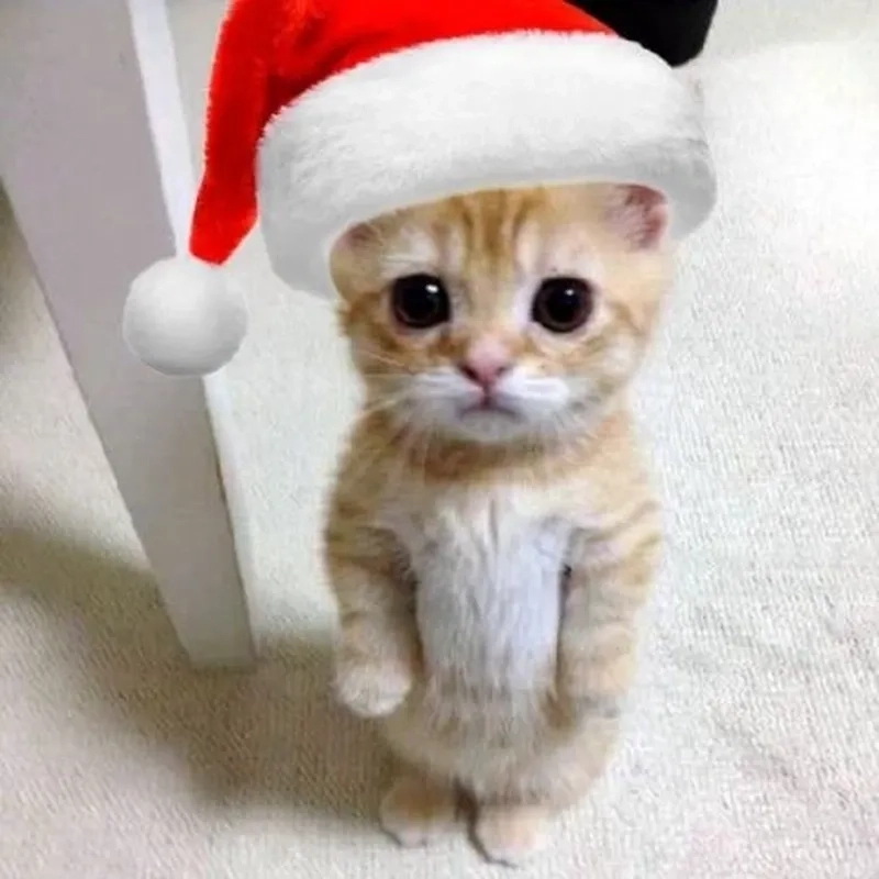 Cập nhật avatar Noel meme để nổi bật giữa mùa lễ hội này