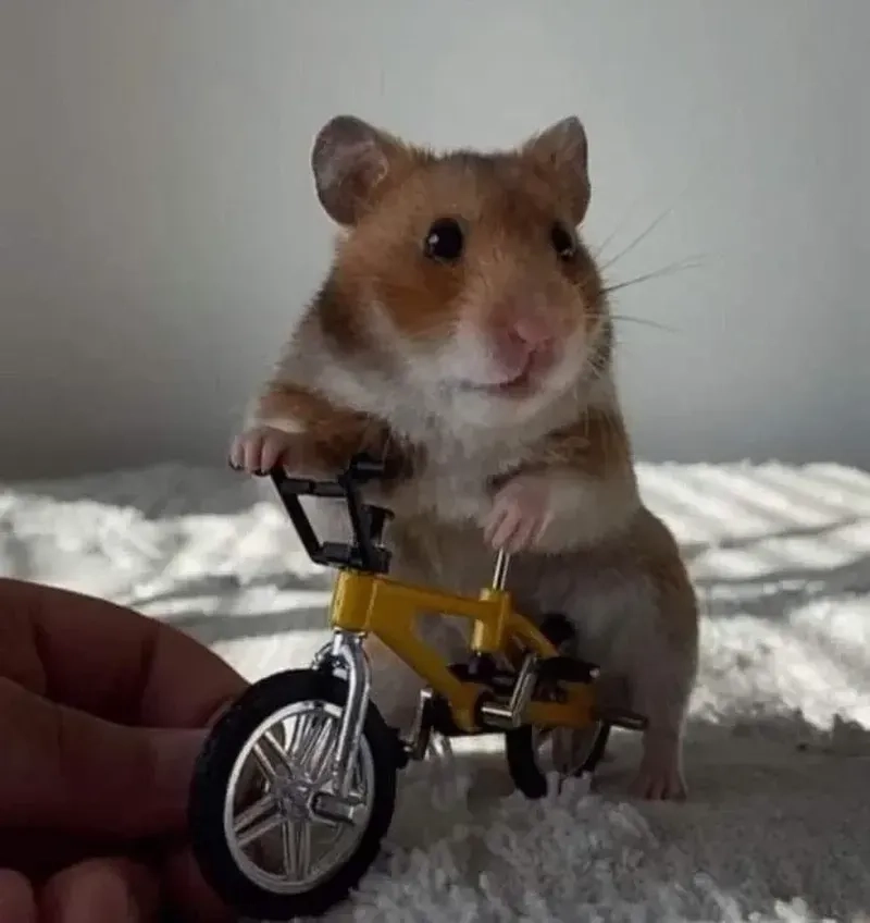 Meme chuột hamster hài, biểu cảm siêu dễ thương và hài hước.