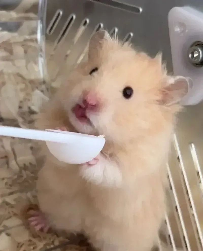 Meme chuột hamster bựa, mang phong cách chế độc lạ.