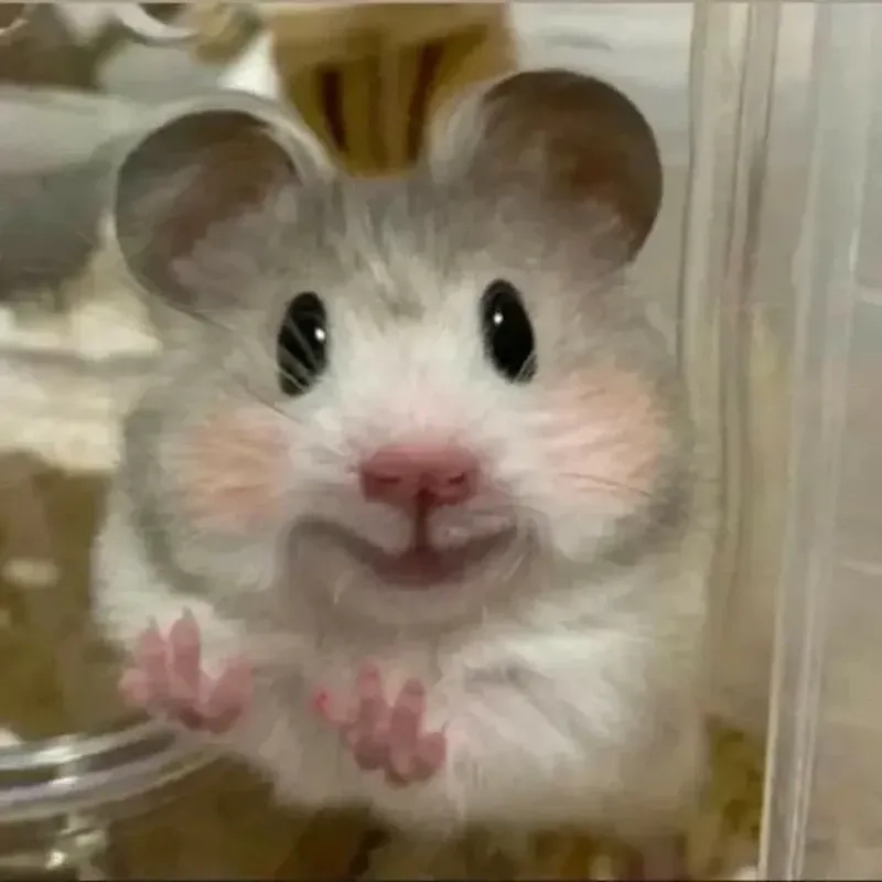 Bộ ảnh meme chuột hamster sáng tạo và cực kỳ hài hước.