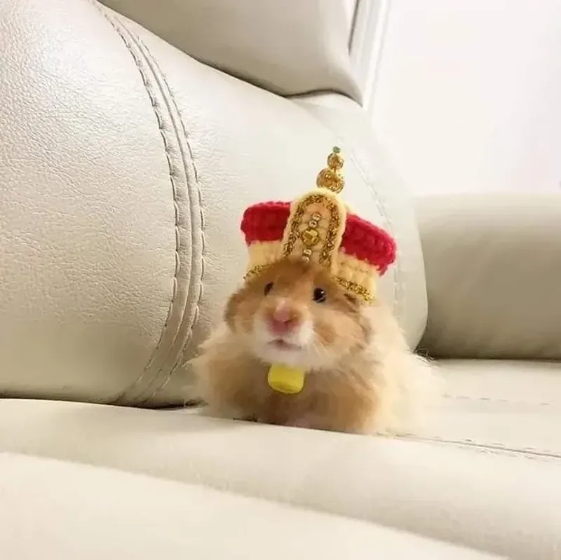 Chuột hamster cute meme, biểu cảm đáng yêu và ngộ nghĩnh.