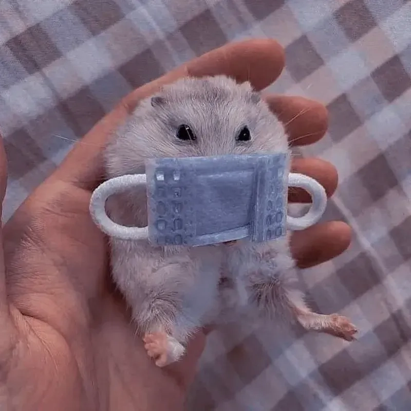 Ảnh chuột hamster meme dễ thương, gây bão cộng đồng mạng.