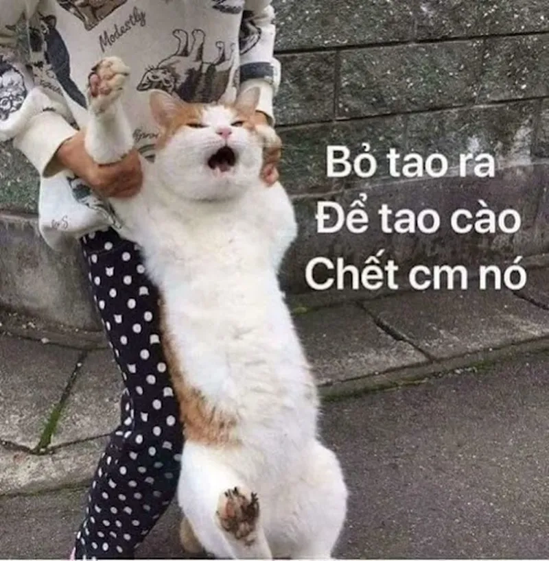 Meme chó tức giận với biểu cảm ngộ nghĩnh khó đỡ