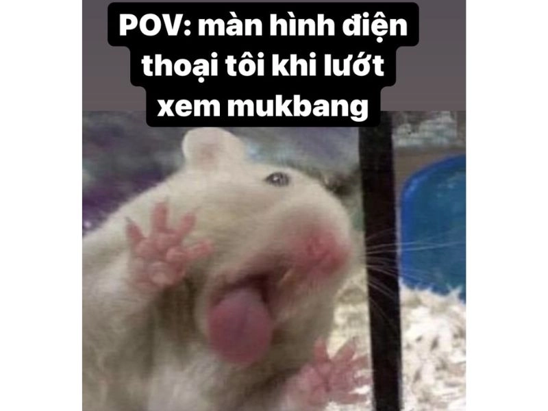 Meme mèo hello độc đáo, thu hút mọi ánh nhìn yêu thương.