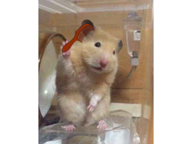 Hamster meme hi ngộ nghĩnh, khiến mọi người thích thú.