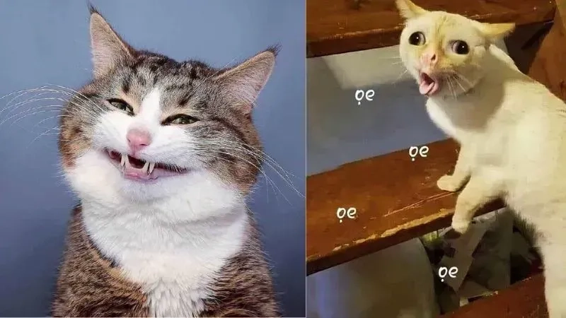 Cute meme hài giúp bạn tạo niềm vui và kết nối với mọi người nhanh chóng.