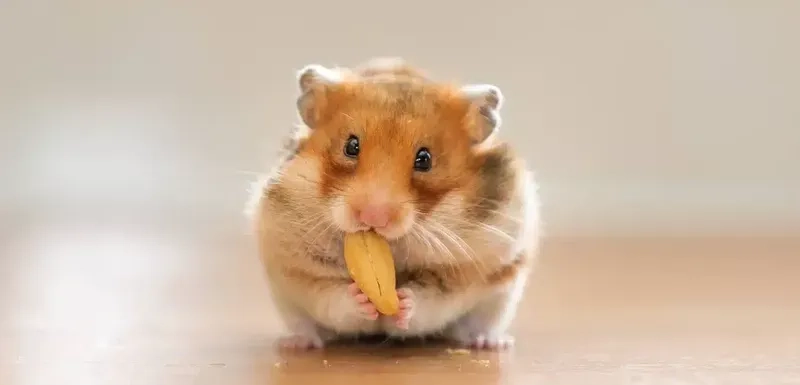 Meme chuột hamster cute, pha chút hài hước độc đáo.