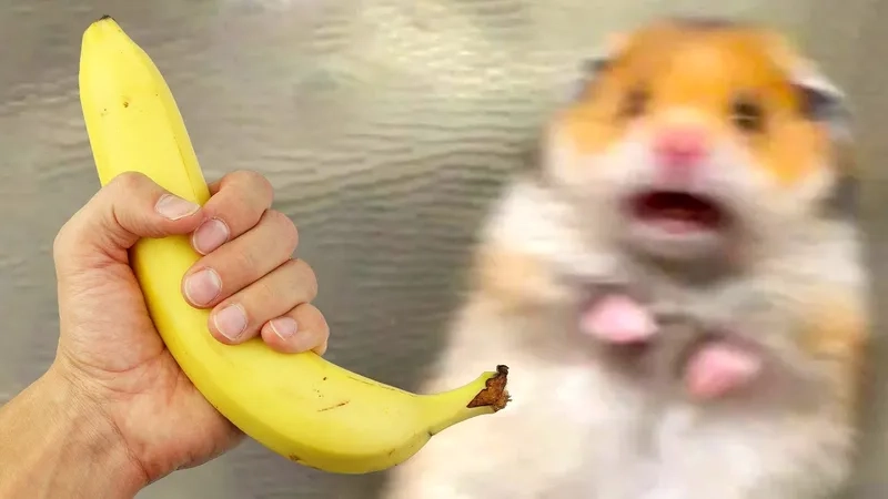 Meme chuột hamster ngón tay, biểu cảm cực kỳ độc đáo.