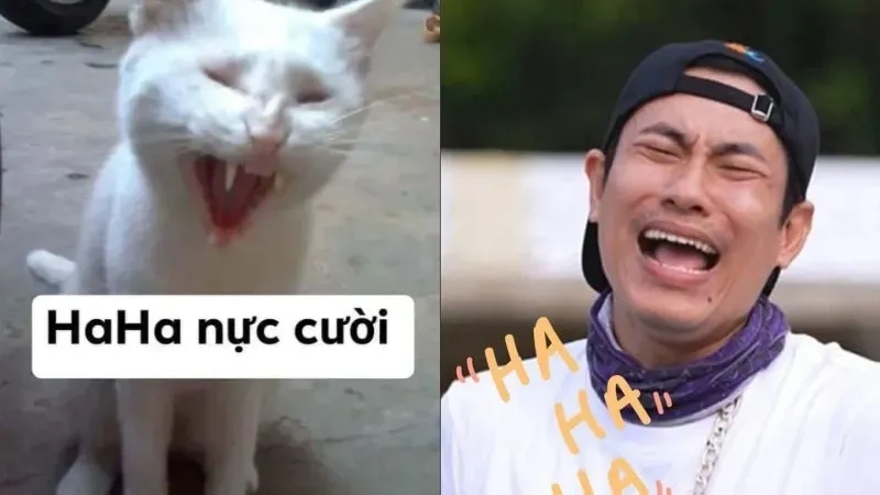 Meme cười haha đầy thú vị sẽ khiến bạn không thể ngừng cười suốt cả ngày!