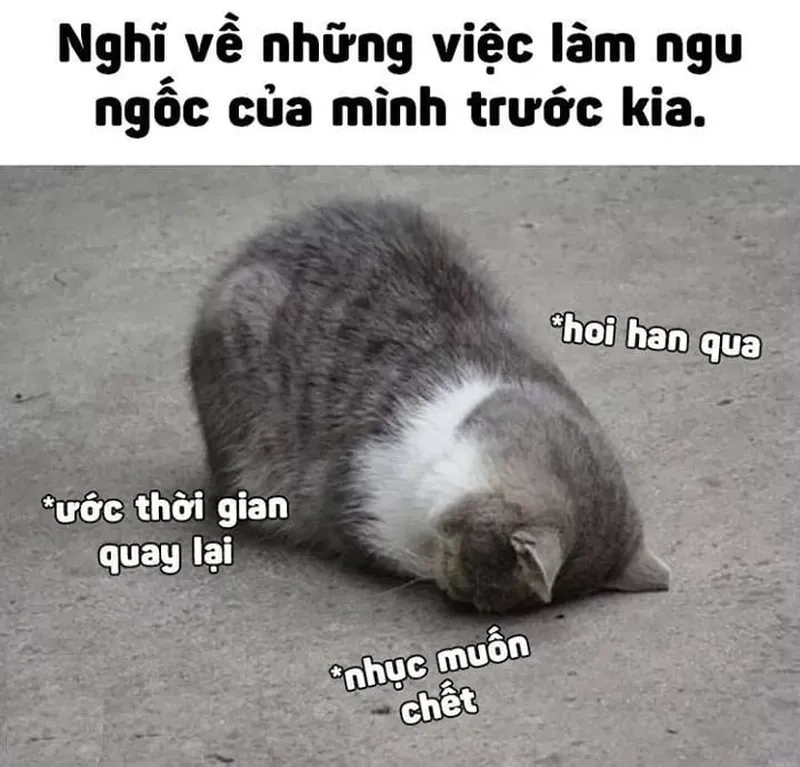 Meme penguin đưa bạn vào thế giới hài hước với những chú chim cánh cụt đáng yêu.