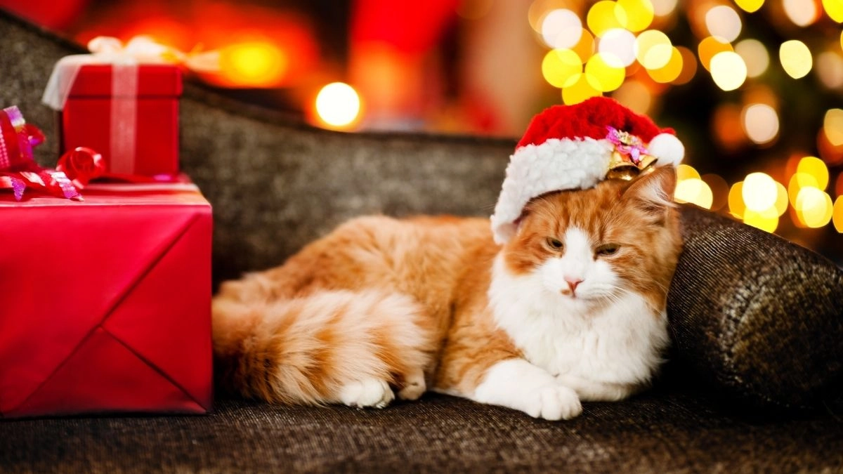 Cat Noel meme hài hước, lan tỏa niềm vui mùa Giáng sinh