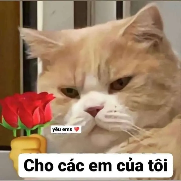 Tặng hoa hồng meme mèo cute đầy sự ngọt ngào.