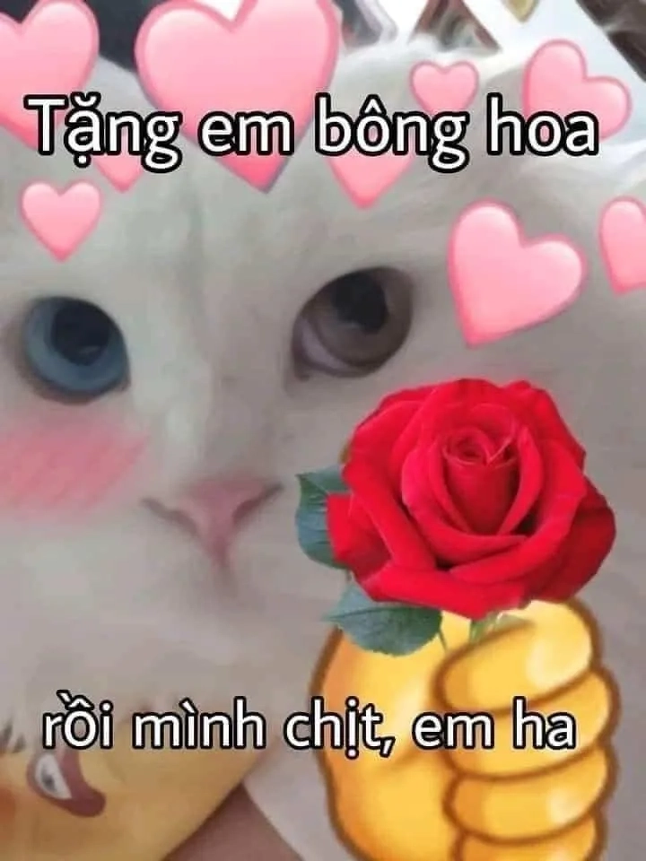 Meme tặng hoa mèo lan tỏa niềm vui đến mọi người.