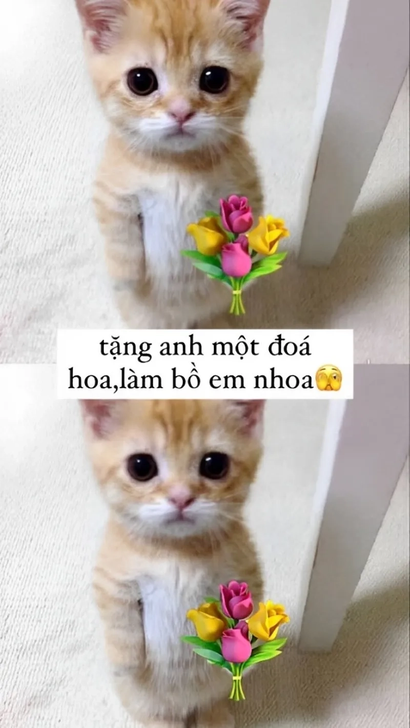 Meme con mèo tặng hoa khiến bạn mỉm cười với những tình huống ngọt ngào và dễ thương!