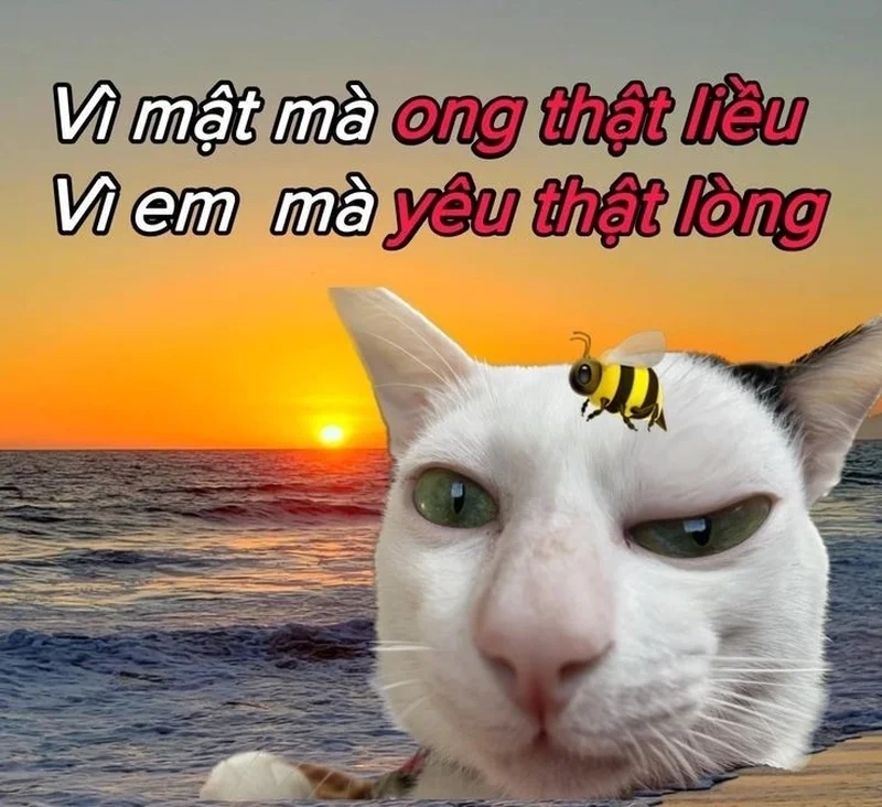 I love you memes for wife ý nghĩa, khiến nửa kia mỉm cười.