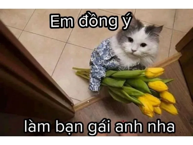 Mèo tức giận meme là lựa chọn hoàn hảo để bày tỏ cảm xúc