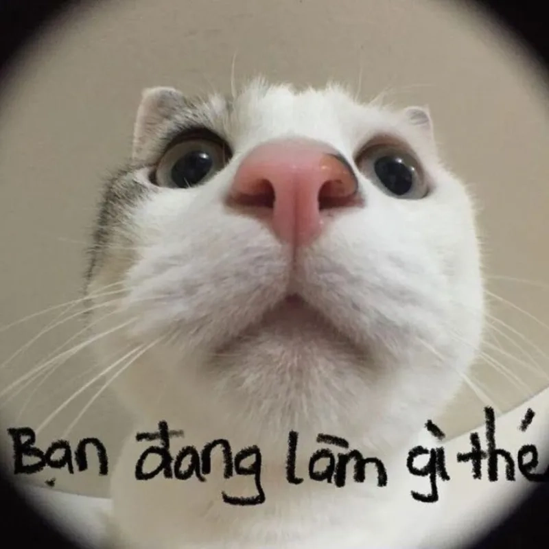 Meme mèo giận dỗi cute khiến bạn 