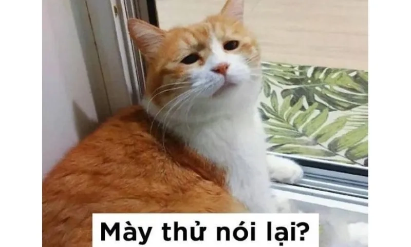 Tổng hợp ảnh meme tức giận siêu hài, xem là cười ngay