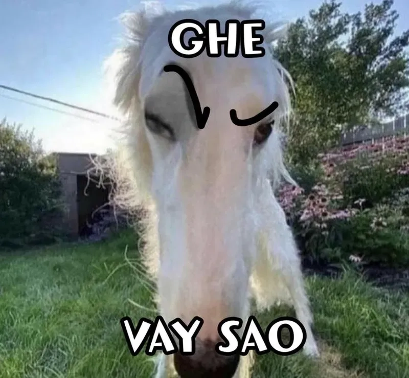 Sử dụng avatar meme vô tri để thu hút sự chú ý và làm nổi bật phong cách độc đáo của bạn.