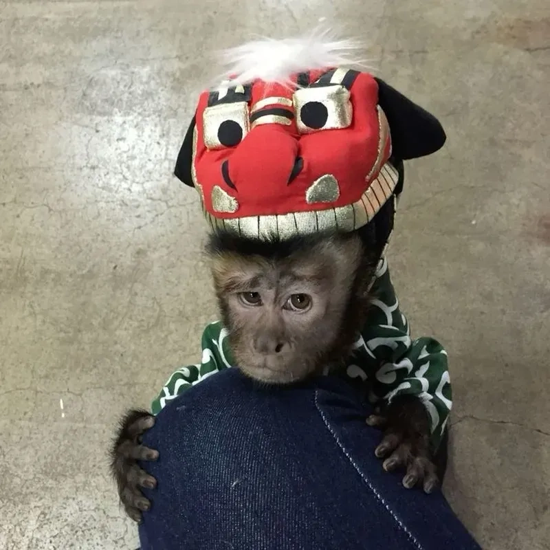 Awkward monkey meme gây cười, cực kỳ ấn tượng.