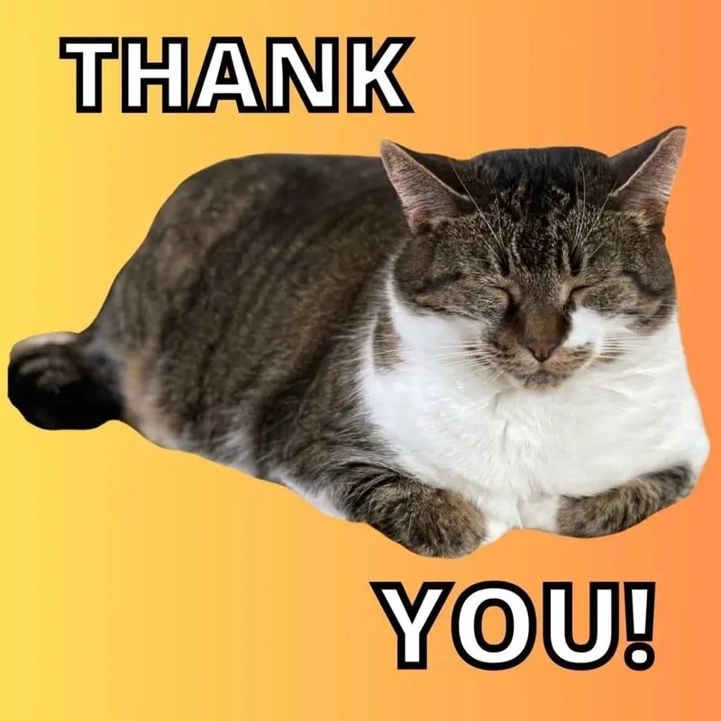 Meme cat thank you mang đến sự dễ thương và hài hước với những khoảnh khắc đáng yêu của mèo!