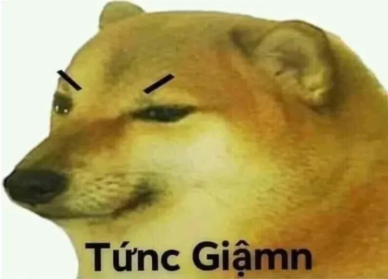 Meme gấu trúc tức giận siêu ngầu khiến người xem bật cười