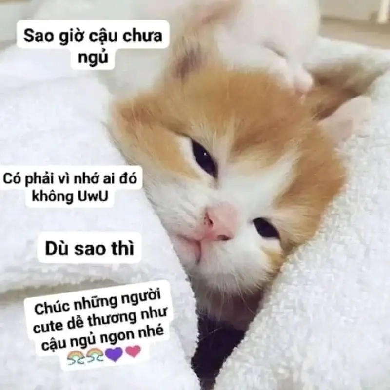 Ảnh meme ngủ ngon ngọt ngào cho một giấc ngủ tuyệt vời