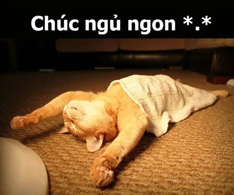 Meme chúc ngủ ngon dễ thương làm bạn mỉm cười trước khi ngủ