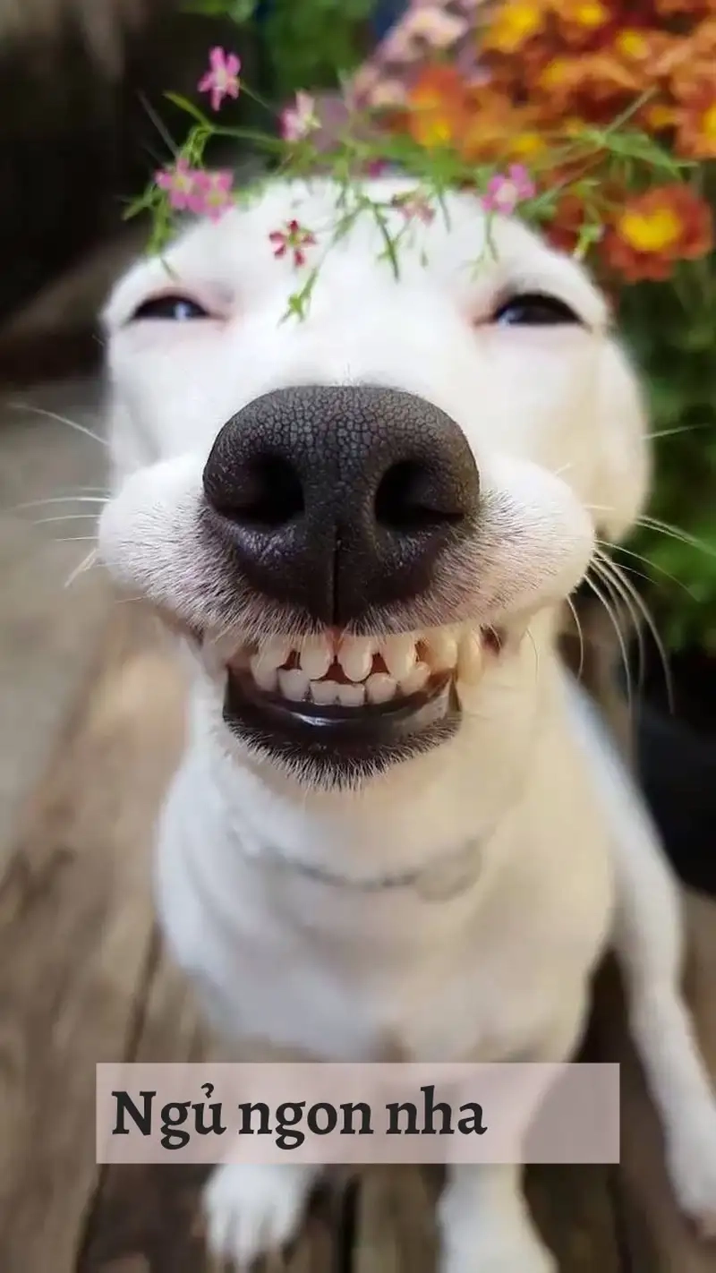 Meme chúc ngủ ngon hài hước giúp bạn thư giãn