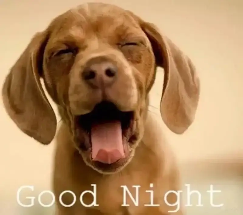 Meme mèo chúc ngủ ngon đáng yêu mang lại niềm vui