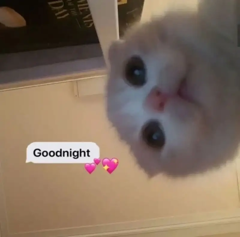 Ảnh ngủ meme dễ thương mang lại giấc ngủ ngon