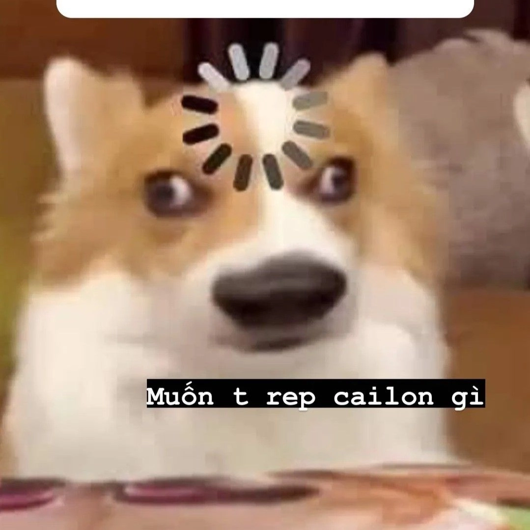 Ảnh chó meme vô tri tạo nên những tiếng cười sảng khoái