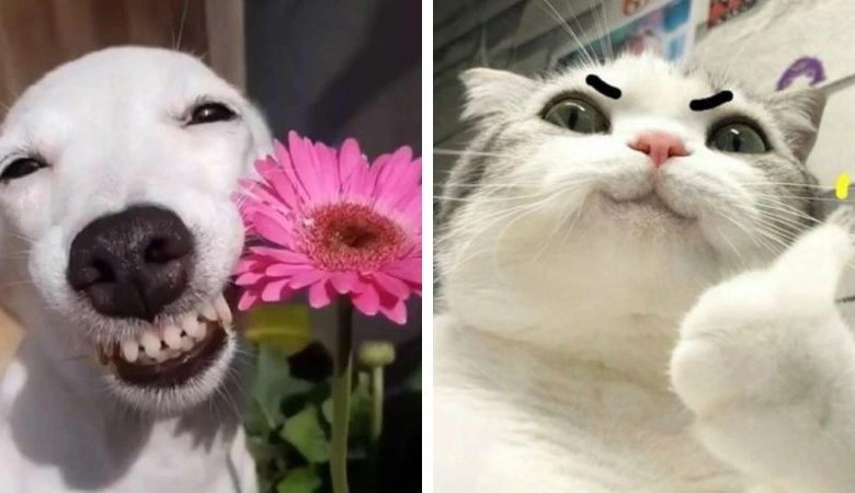 Meme ảnh mèo vô tri cực kỳ dễ thương gây cười