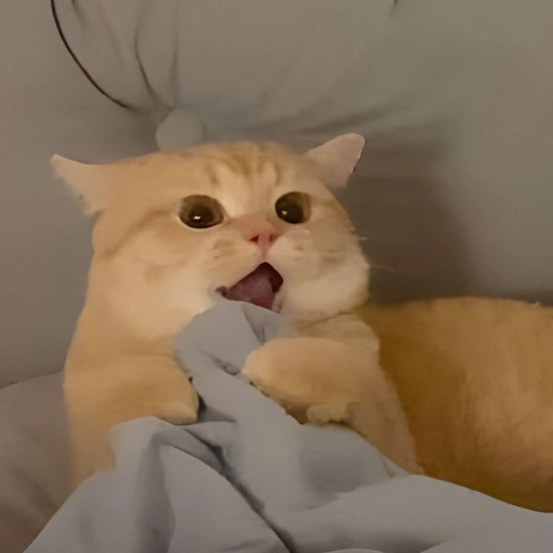 Hình ảnh meme mèo vô tri cute và hài hước nhất