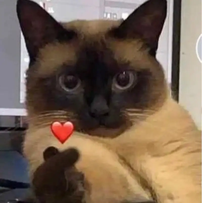 Giới trẻ thích thú với bắn tym meme