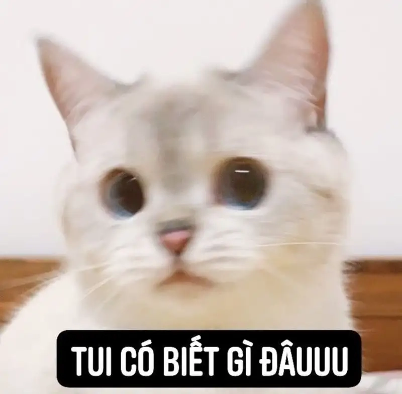 Gì ai biết gì đâu meme lan truyền nhanh chóng trên các nền tảng