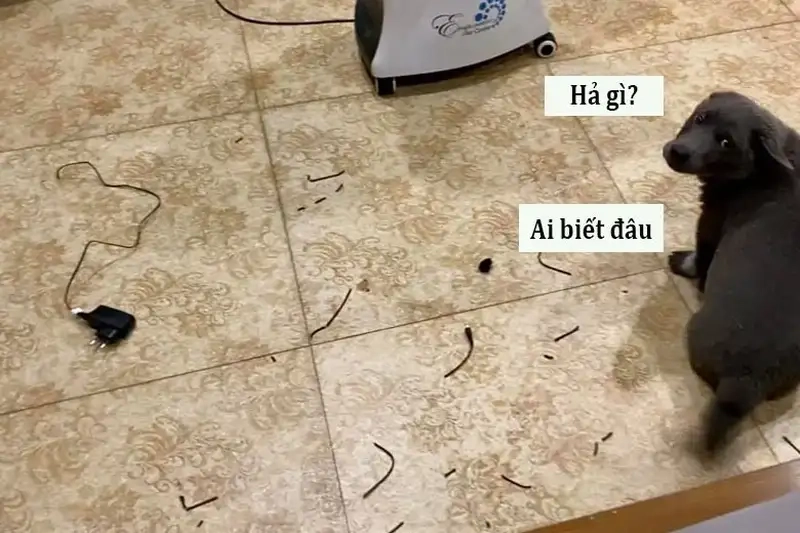 Hả gì ai biết đâu meme khiến dân mạng share không ngừng