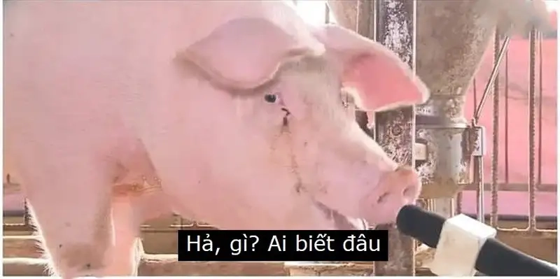 Meme hả ai biết gì đâu là hiện tượng mạng vui nhộn hiện nay