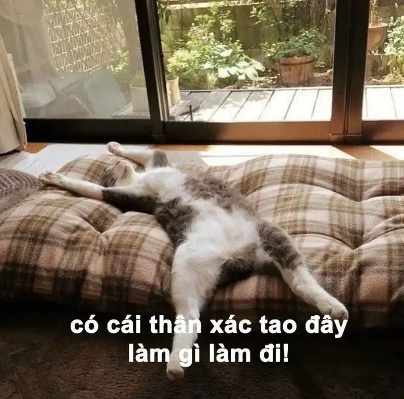 Thể hiện tâm trạng cùng meme chịu vui nhộn