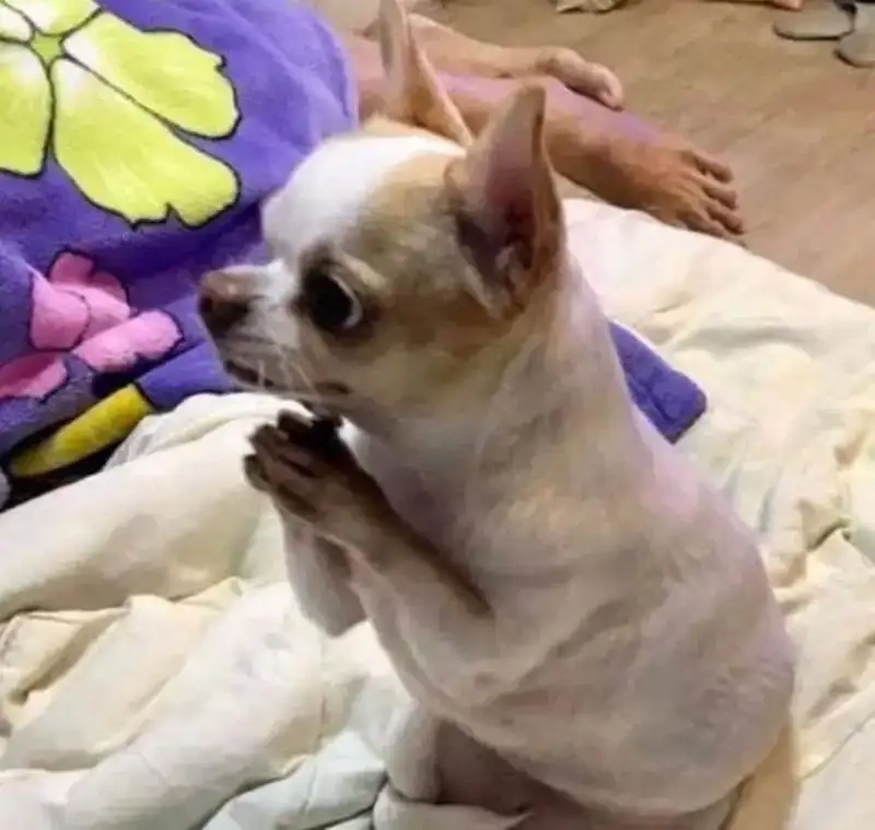 Meme mèo đa tạ biểu cảm siêu dễ thương khiến bạn yêu ngay lập tức